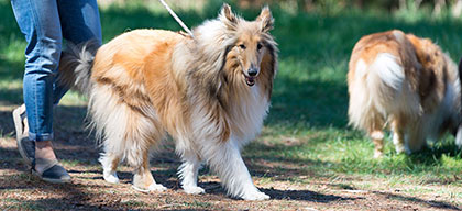 Colliewobbles Rescue Rehoming Australia