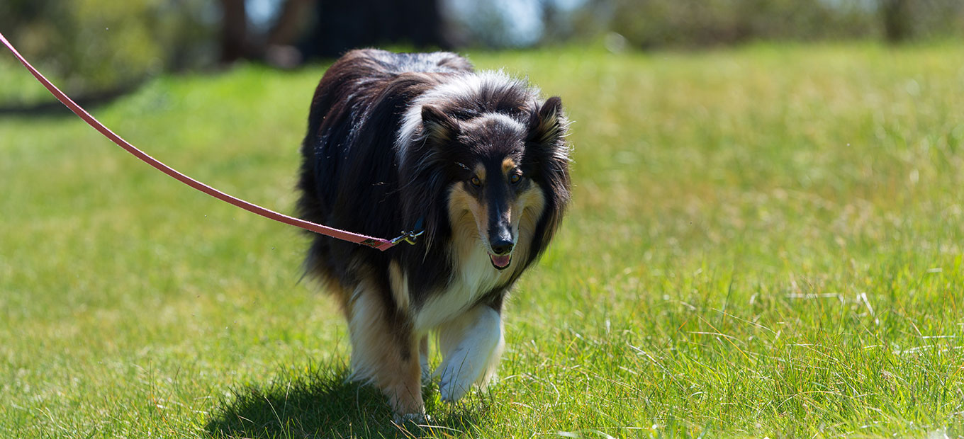Colliewobbles Rescue Rehoming Australia