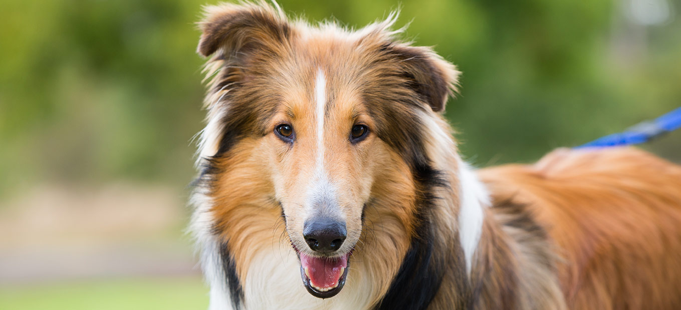 Rough collies needing homes sales